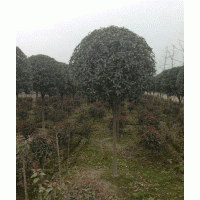 四川高桿桂花，四川高桿桂花價(jià)格