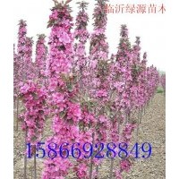 亞當海棠，道格海棠，鉆石海棠，紅瑪瑙海棠