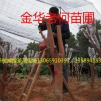 油茶樹(shù)嫁接茶花服務(wù)、提供茶花枝條