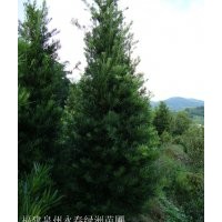 造型羅漢松，泉州羅漢松基地，永春羅漢松苗圃，廈門(mén)羅漢松管理，
