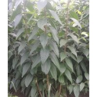 低價(jià)供應(yīng)臘梅、木繡球、木槿、紫荊、月季等綠化苗