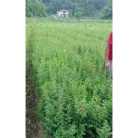綠化灌喬木黃葛樹(shù)，香樟，欒樹(shù)，紫薇，天竺桂，桂花，紅繼木，春