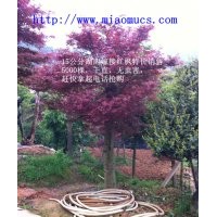 湖南綠化苗木價(jià)格分析湖南嫁接紅楓10--18公分