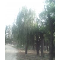 苗木綠化供應國槐、速生柳、造型法桐、白臘、皂角，垂柳，櫻花，
