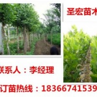 處理河北廊坊米徑6公分法桐價格|米徑8公分法桐價格