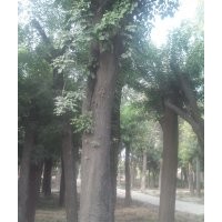 國槐 法桐 白蠟 皂角 垂柳 等苗木