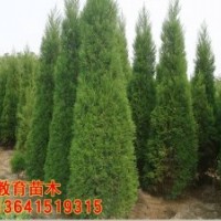 哪里蜀檜，價(jià)格便宜？