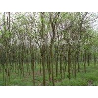 江西無患子苗|江西廣玉蘭苗|江西茶花苗