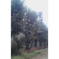 樸樹(shù)20-70公分
