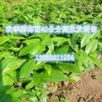 名貴觀賞花木一年生臘梅苗江蘇臘梅小苗價格