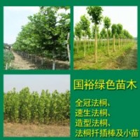 供應(yīng)8公分法桐12公分裸根定桿法桐小苗價(jià)格