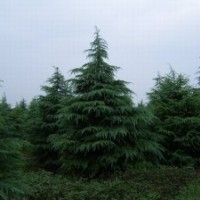 雪松 廣玉蘭 紅葉石楠 高桿女貞 紅葉椿 重陽木