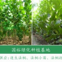 米徑8cm法桐3.5米定桿法桐河北廊坊法桐報(bào)價(jià)