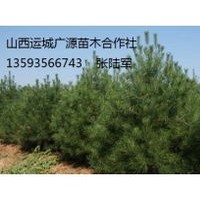 白皮松出售、3米以上白皮松低價(jià)優(yōu)惠供應(yīng)