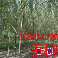 【魯西北萬畝綠化喬木大市垂柳,國槐,白蠟