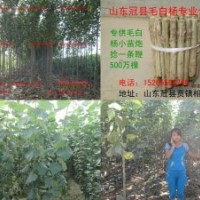 專供毛白楊，毛白楊批發(fā)，毛白楊
