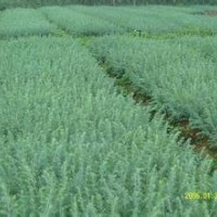 雪松基地雪松價(jià)格當(dāng)年雪松小苗價(jià)格1米雪松價(jià)格