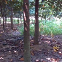 紅桂木(胭脂樹)出售??！直徑10cm左右