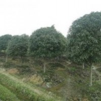 長期供應叢生桂花價格冠1.5米桂花價格冠2米桂花價格
