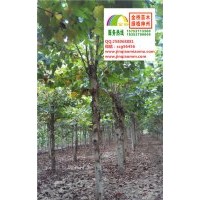 10、11、12公分二年帽法桐2014最新報價