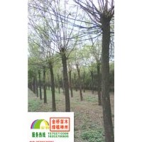 10、11、12公分二年帽國(guó)槐低價(jià)出售