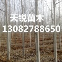 山東毛白楊小苗價(jià)格，山東毛白楊小苗最新行情