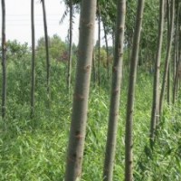 竹柳3號，竹柳，美國竹柳，快繁苗
