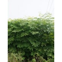雞公1年生中苗