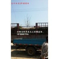 安徽三角楓、三角楓價格、肥西苗木基地三角楓、最近苗木價格