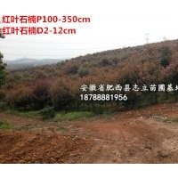 安徽紅葉石楠球、肥西紅葉石楠球價格、石楠苗木基地、肥西