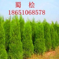 1.5米蜀檜批發(fā)、賣1.5米蜀檜、沭陽蜀檜行情、賣蜀檜