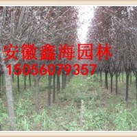 安徽鑫海園苗圃低價(jià)供應(yīng)紅葉李