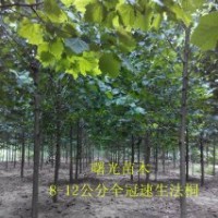 專供6公分，7公分，8公分速生法桐，全冠法桐。