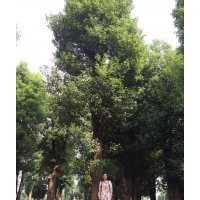 湖南香樟 湖南香樟樹價(jià)格 湖南綠鑫園林
