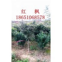4公分紅楓行情，紅楓價格，紅楓供應(yīng)，紅楓銷售，紅楓專賣