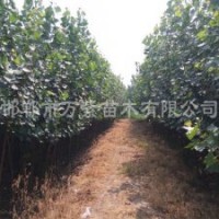 供應(yīng)107楊樹,毛白楊,速生法桐,國槐,變色龍須柳,白皮松,云杉