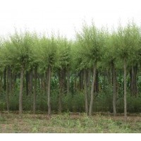 供應(yīng)柳樹、垂柳、樟河柳、金絲垂柳、107速生楊、新疆楊