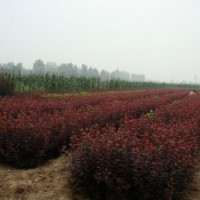 紅葉李一年生小苗，紫葉矮一年生小苗