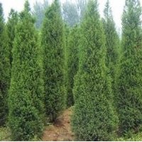 蜀檜價格 蜀檜基地 供應1-3米蜀檜價格