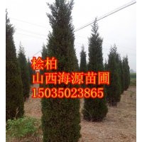 山西海源苗圃蜀儈價格蜀儈基地價格蜀儈哪里有山西儈柏價格