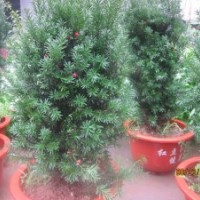 供應(yīng)美國曼迪亞紅豆杉、流蘇