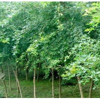2、3公分五角楓大量出售、大量低價五角楓優(yōu)惠供應(yīng)