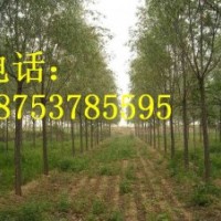 8公分垂柳