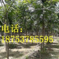 5公分北京欒樹
