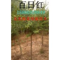 百日紅樹，百日紅小苗