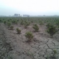 苗圃出售白皮松，油松，國(guó)槐，各種楊樹等