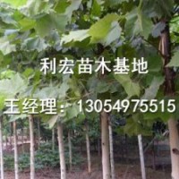 三年冠18公分法桐法桐價(jià)格表