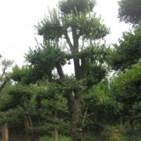 供應(yīng)對接白蠟，刺冬青，紅葉石楠，樸樹等