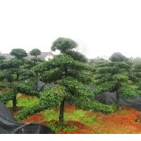 主要產(chǎn)品有紅豆杉小苗和紅豆杉樹、實生紅楓、櫻花、紫薇、紫荊、