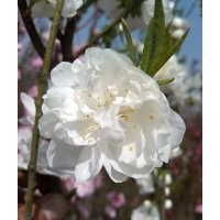 供應(yīng)紅、綠碧桃